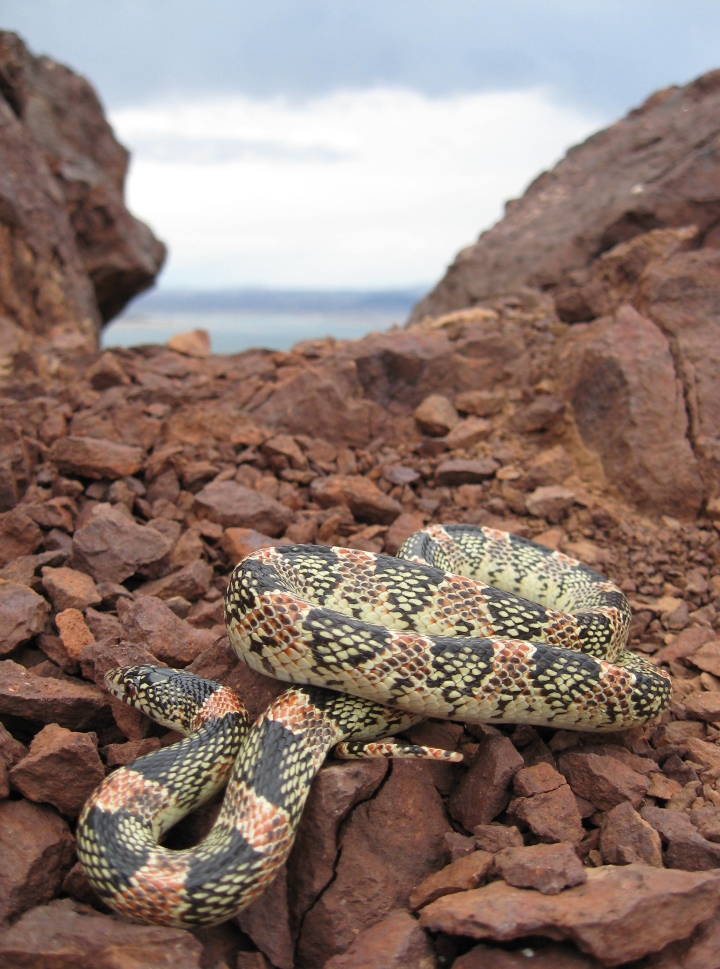 Longnose Snake